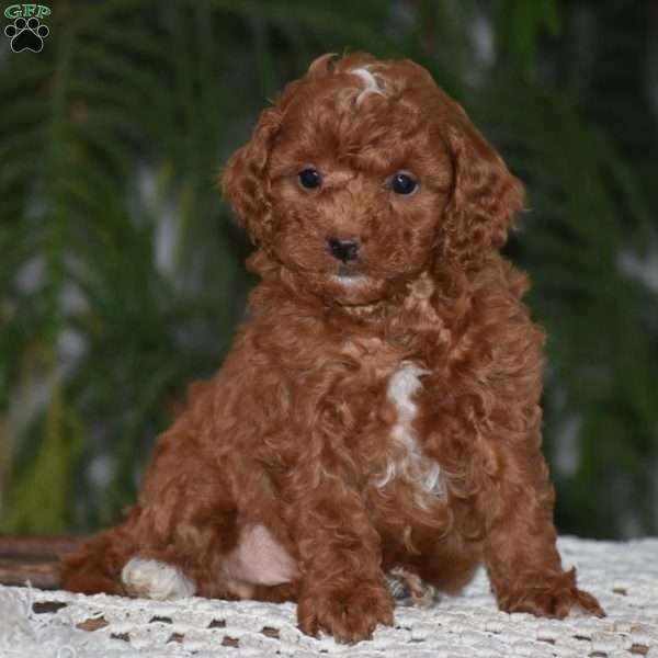 Merci, Cavapoo Puppy
